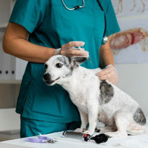 entretien-veterinaire