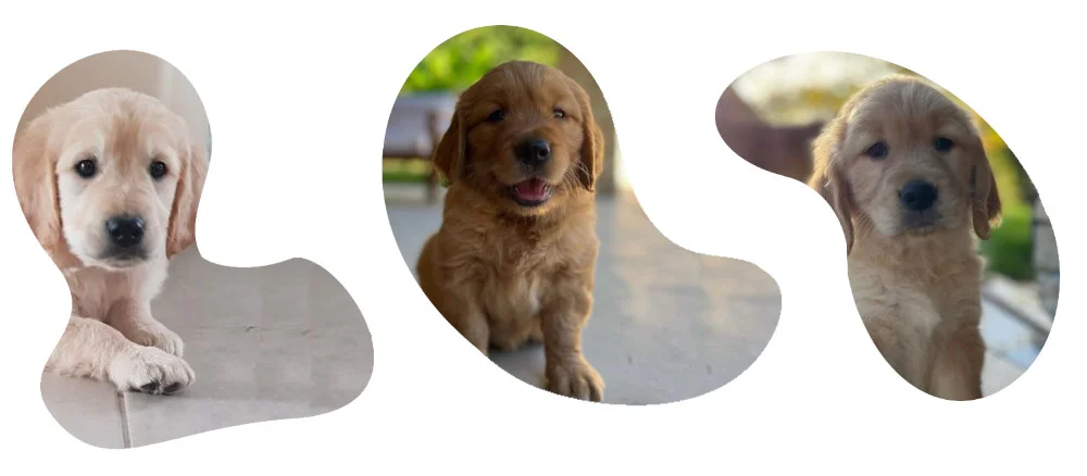 prix_chiot_golden_retriever