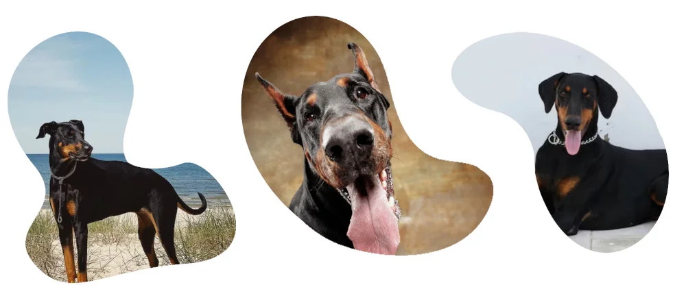 doberman assurance chien