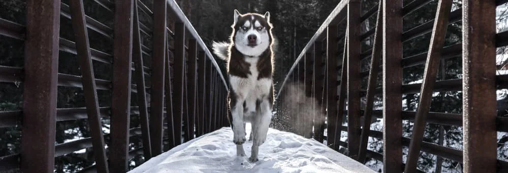 husky assurance chien