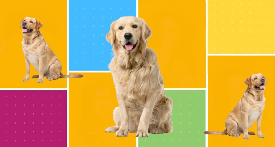 difference-labrador-golden-retriever