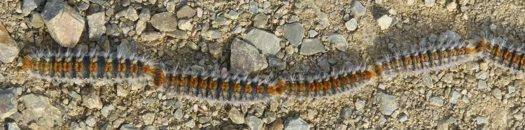 chenille-processionnaire