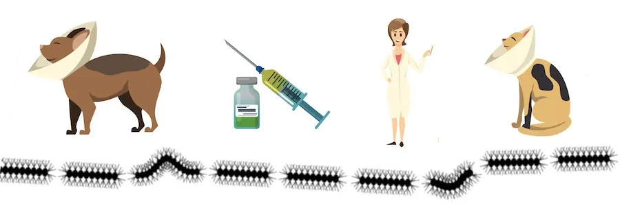 soins-chenille-processionnaire