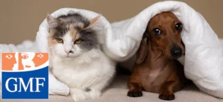 gmf-assurance-chien-chat