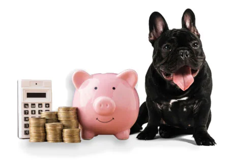 Prix d'une assurance chien